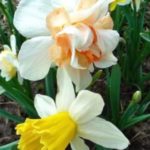 Iba't ibang uri ng daffodil