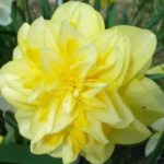 Dilaw na dobleng daffodil