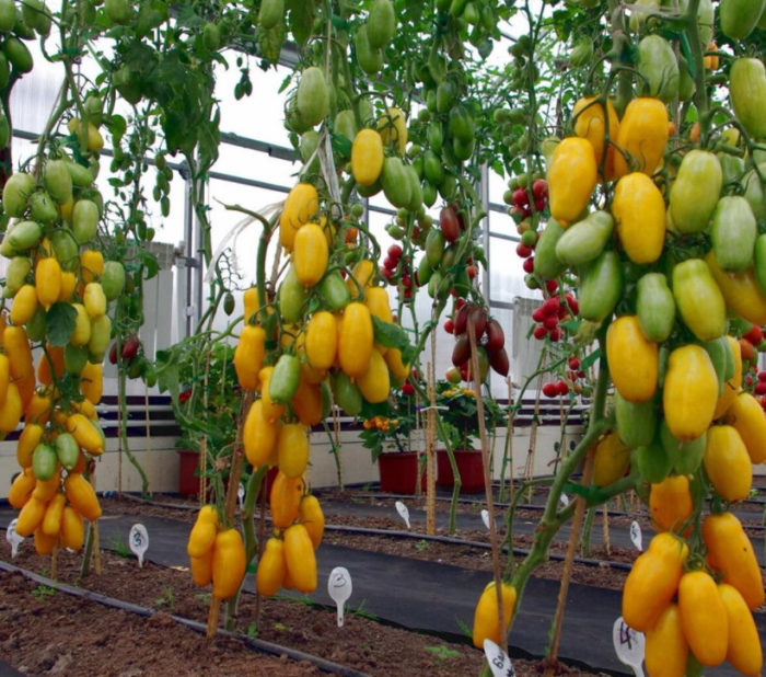 Uri ng saging na Siberian