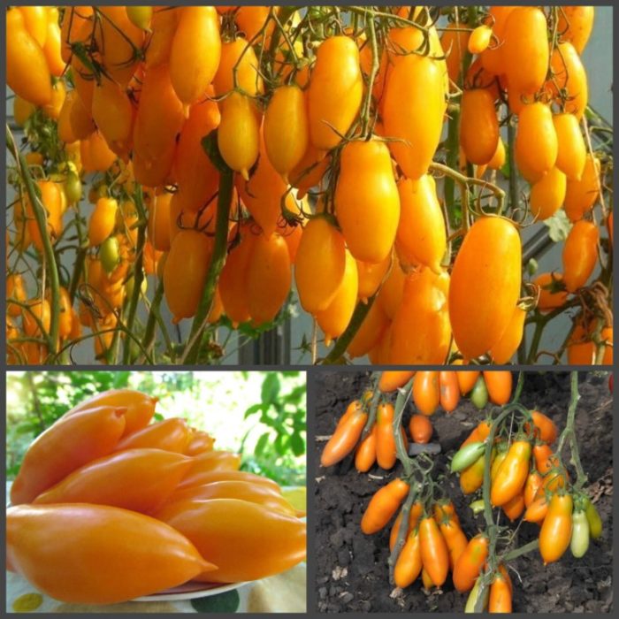 Siberian Bananas na Kamatis