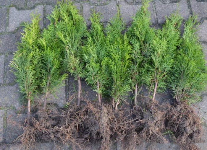 Punla ng Thuja na may bukas na sistema ng ugat