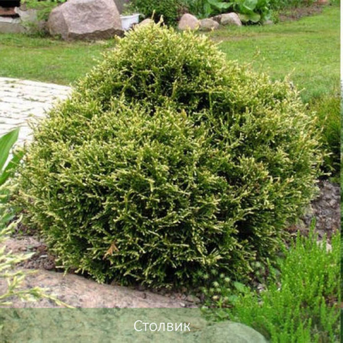 Thuja Stolvik