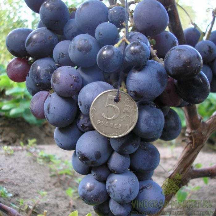 องุ่นพันธุ์มัสกัตฮัมบูร์ก