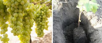 Sadzenie winogron