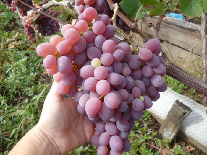 องุ่นพันธุ์ไทฟีสีชมพู