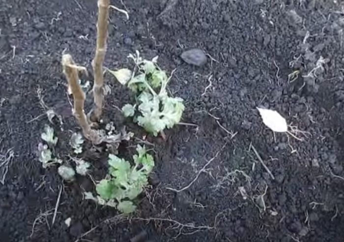 Paglalagay ng mulch sa pagtatanim