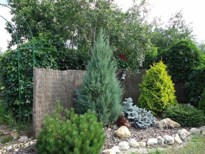 Vị trí Juniper