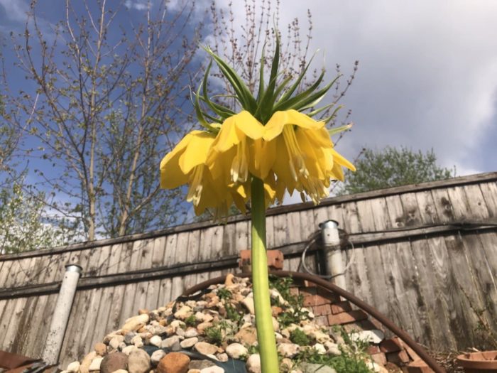Imperial Fritillary