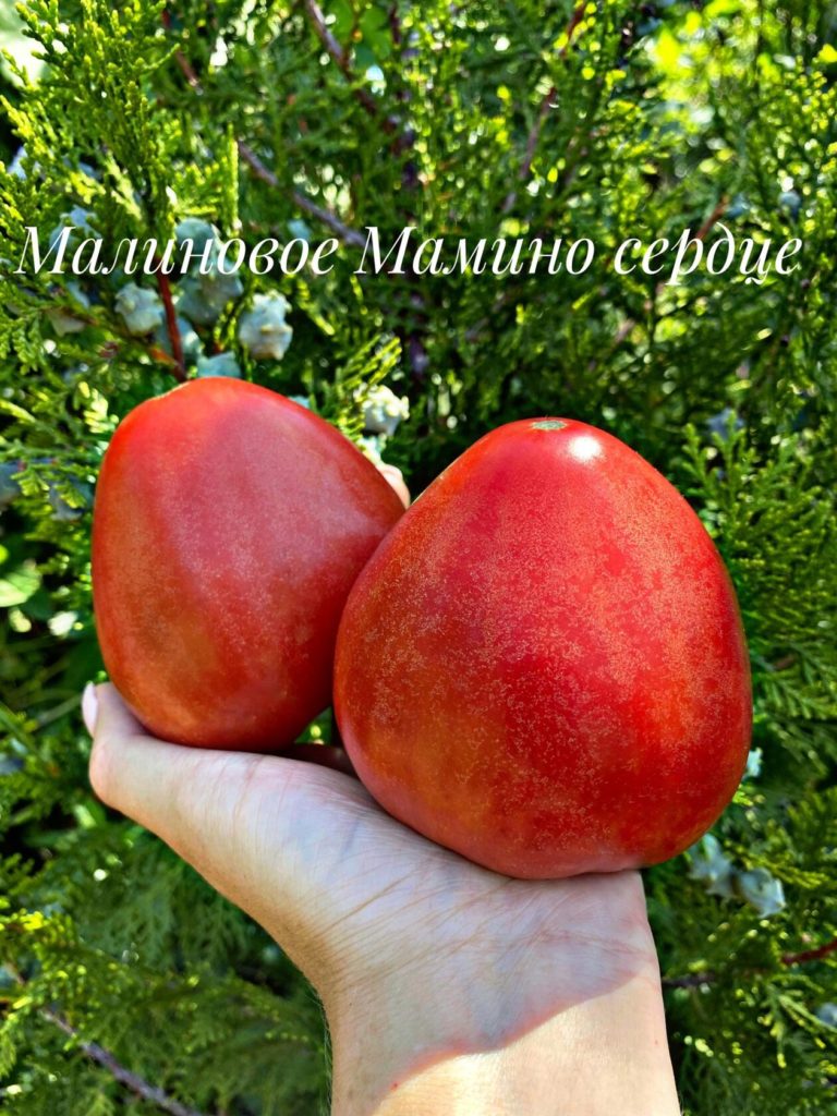 Trái tim quả mâm xôi của mẹ