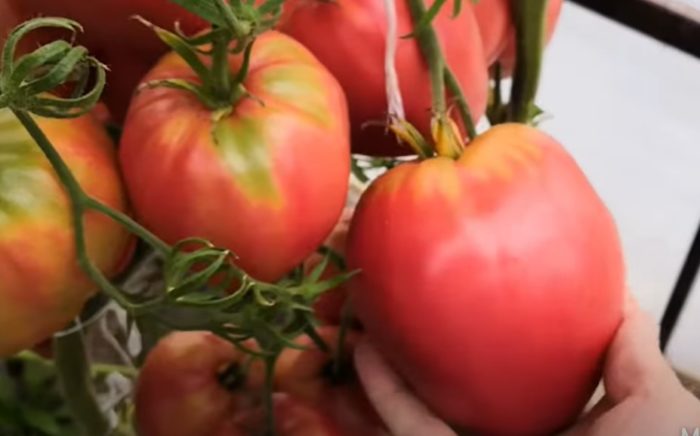 Hart van Siberië-tomaten aan de struik