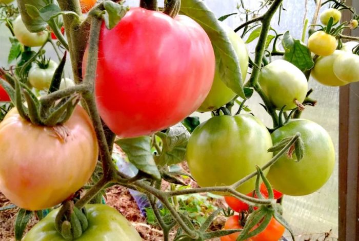 Hart van Siberië tomatenstruiken