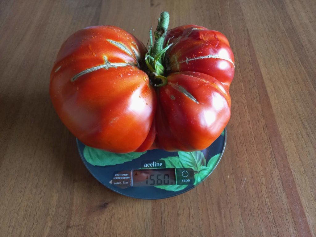 עגבנייה בשלה