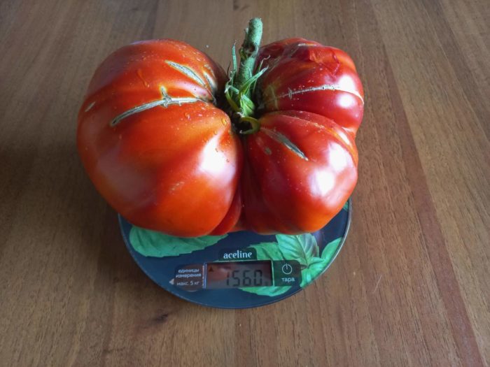 עגבנייה בשלה