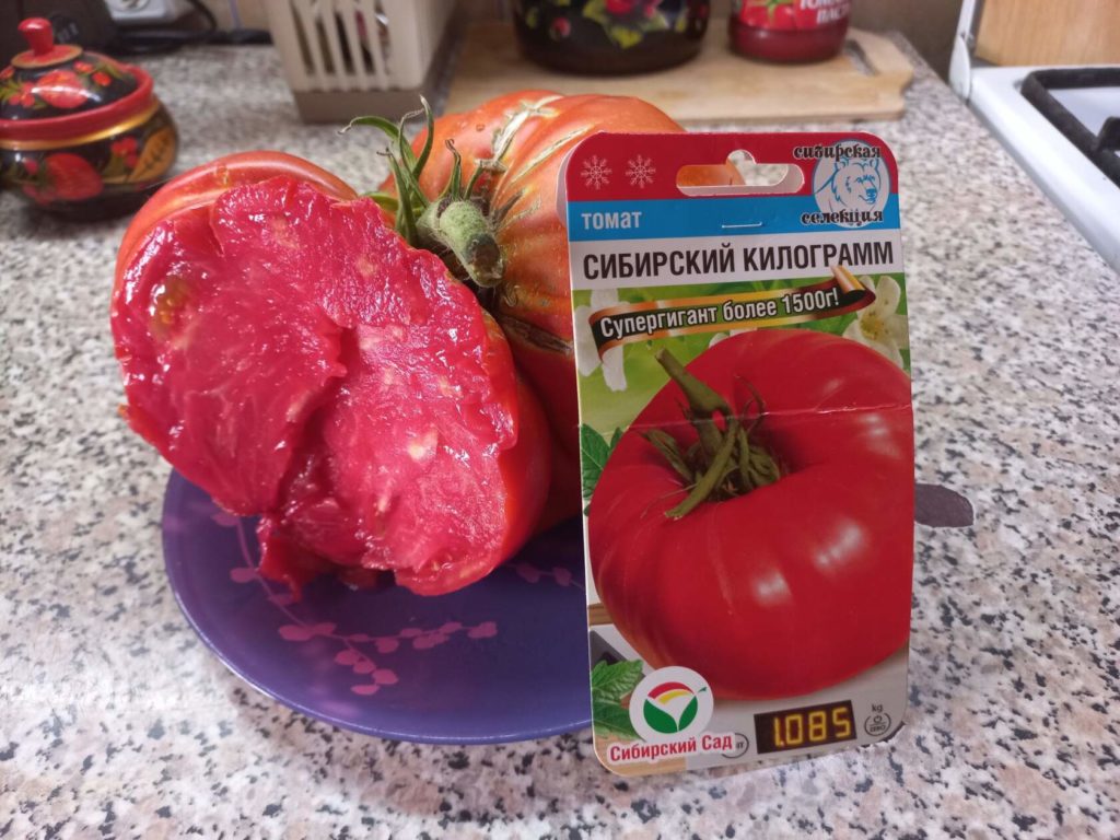 מעי עגבניות