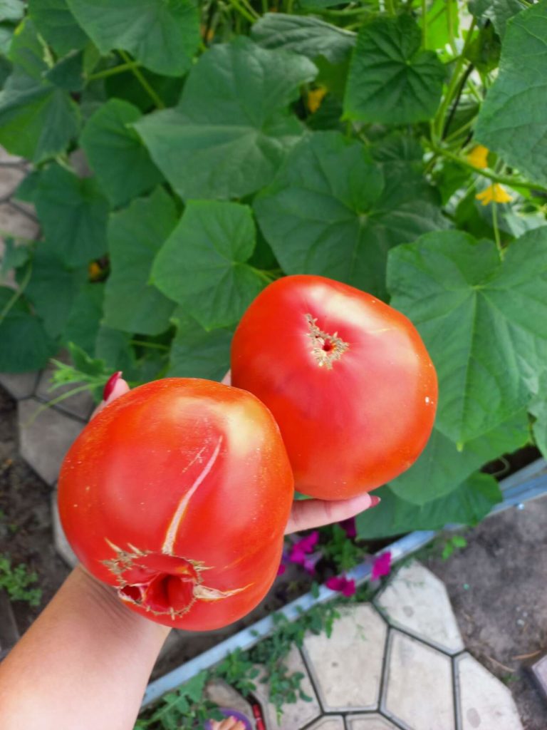 עגבניות מזן הקילוגרם הסיבירי