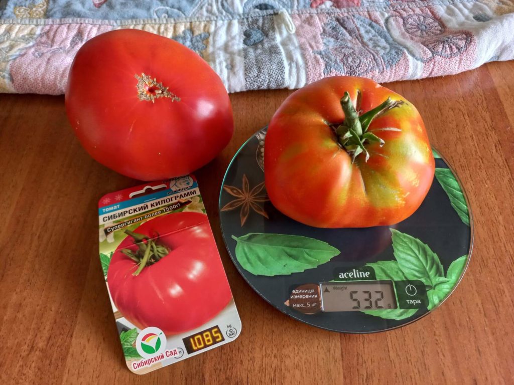 עגבניות סיביריות בקילוגרם