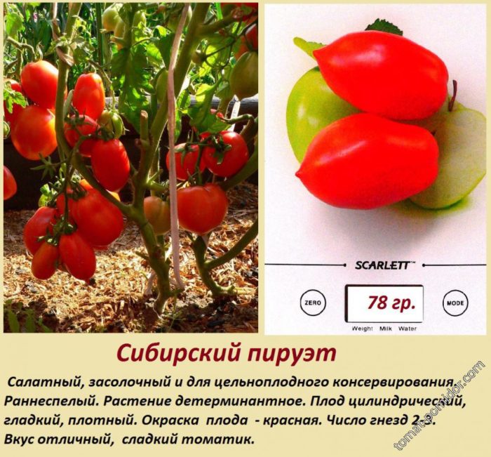 Доматена сибирска пируета