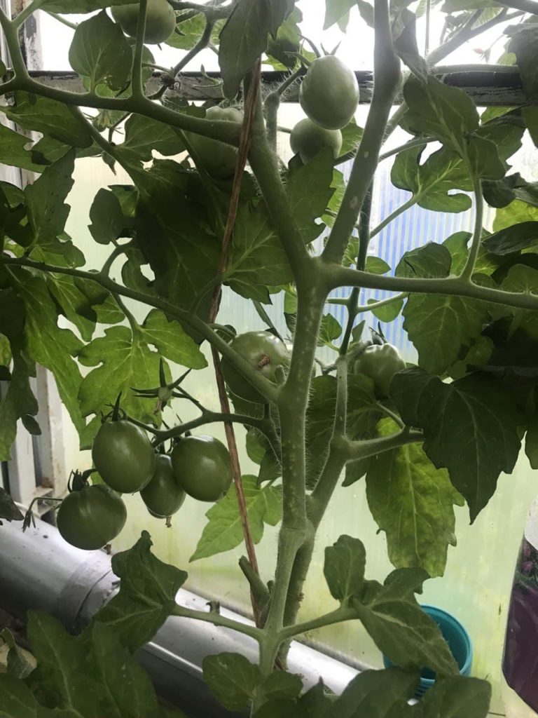 番茄的形成