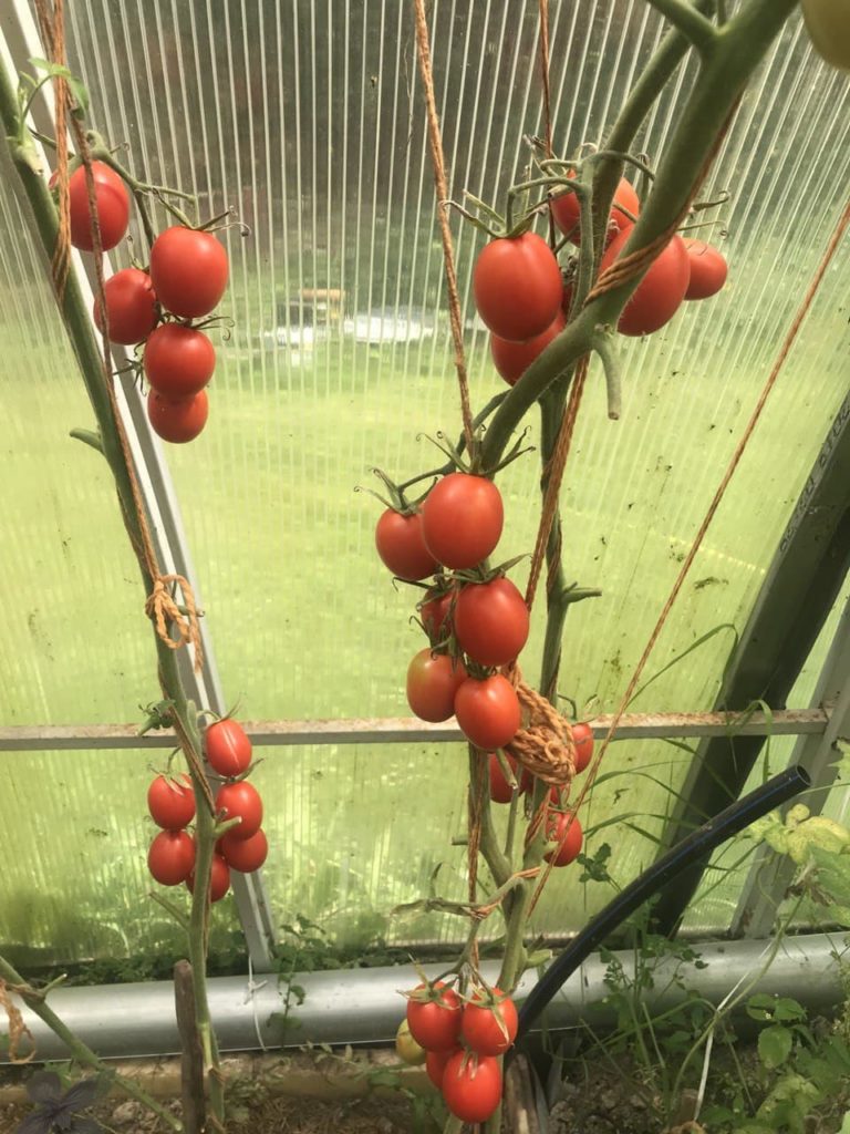 灌木叢中的德巴勞