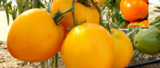 Tomatenkoning van Siberië
