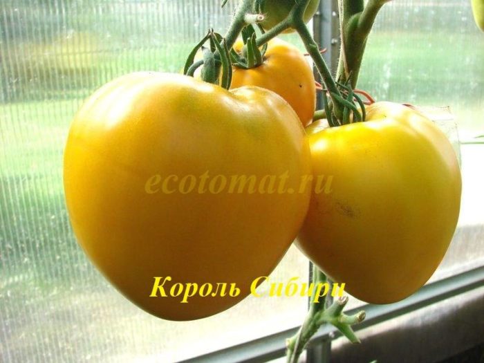 Домат на храста