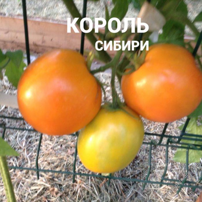 Клон от сорта домати „Кралят на Сибир“