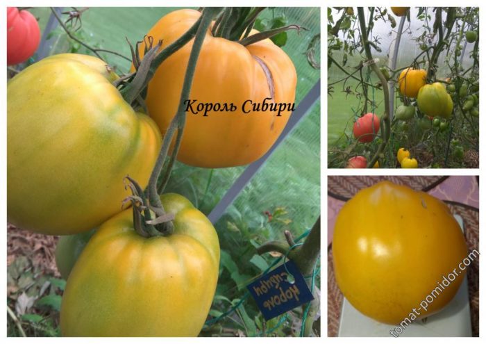 Сорт домати Кралят на Сибир