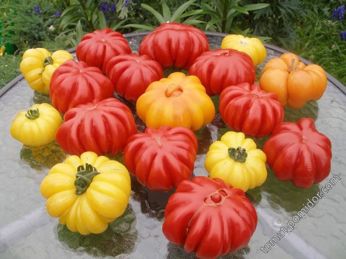 Cà chua đỏ và vàng thuộc giống American Ribbed.