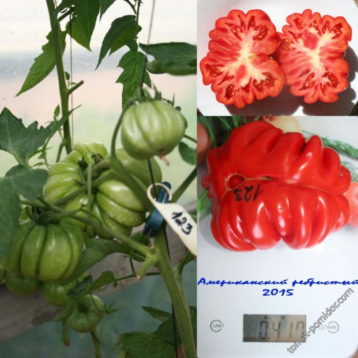 Cà chua gân Mỹ