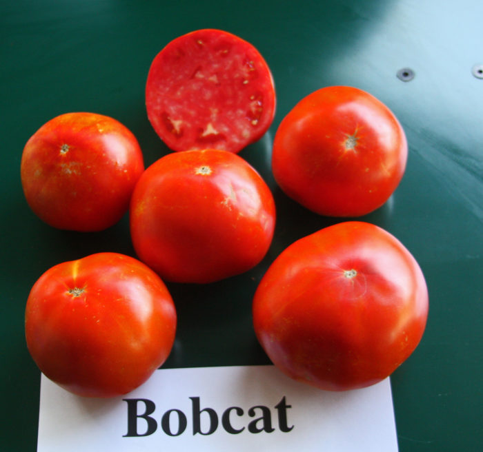 Mga kamatis na Bobcat