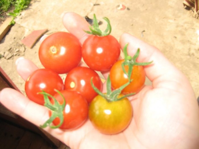 Cà chua bi giống Favorita