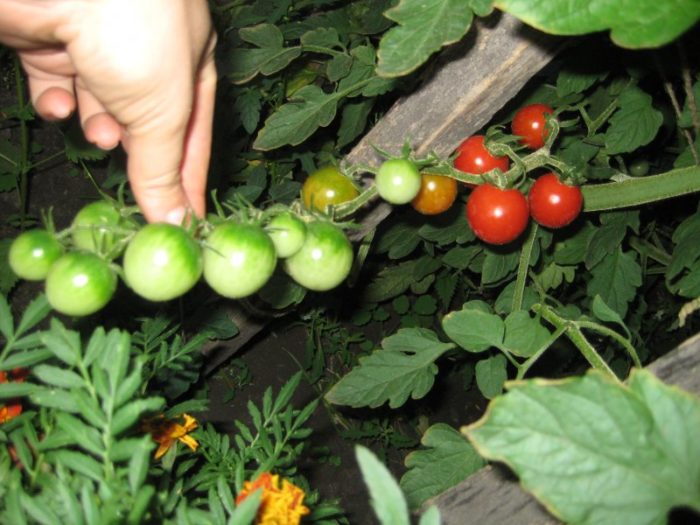 Cà chua giống Favorita