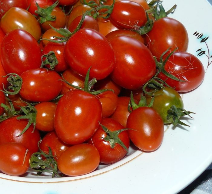 Cà chua bi đỏ giống Finik Red trên đĩa.