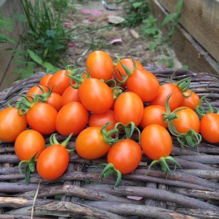 Vụ thu hoạch giống cà chua Orange Date