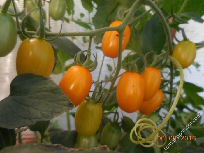 Một chùm cà chua thuộc giống Orange Date.