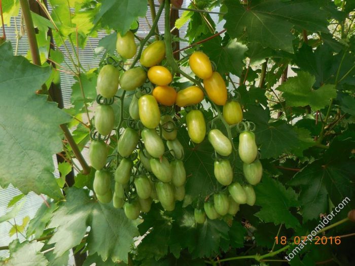 Một bụi cà chua thuộc giống 'Finik Orange'.