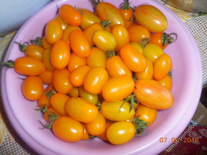Thu hoạch trong chậu
