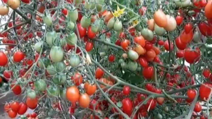 Các bụi cây thuộc giống chà là Siberia