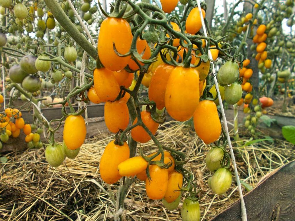 Cây chà là vàng trên bụi cây