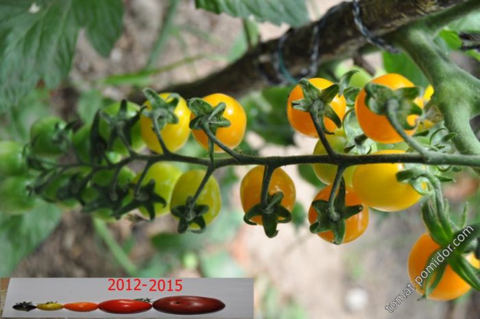 Giống cà chua bụi Date yellow