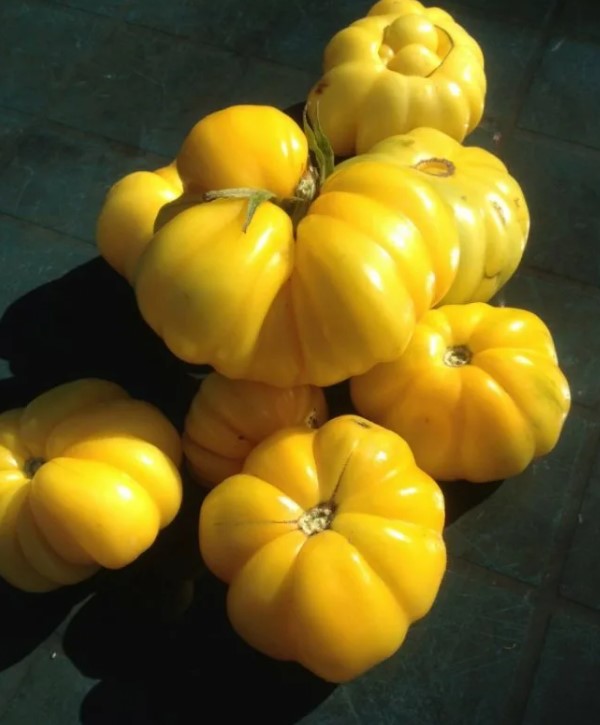 Giống cà chua gân vàng