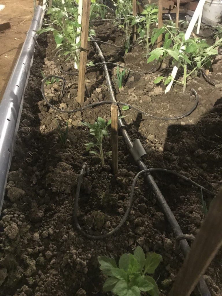 Pagtatanim ng mga kamatis