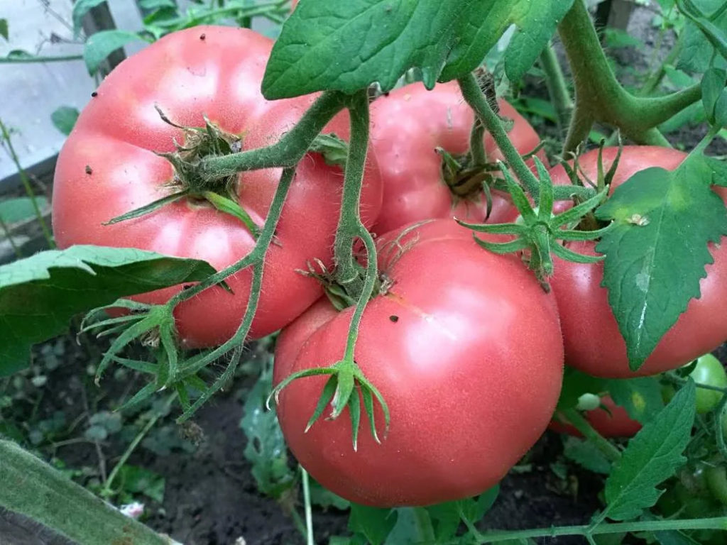 Isang kumpol ng mga kamatis na Volgograd Pink