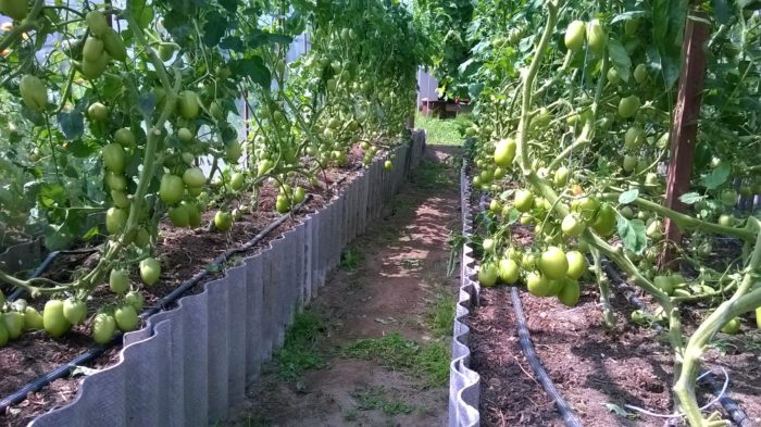 Храсти на Рио Гранде в земята