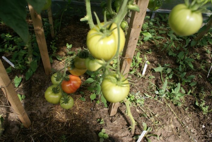 Mga kulay rosas na kamatis na Spam sa palumpong
