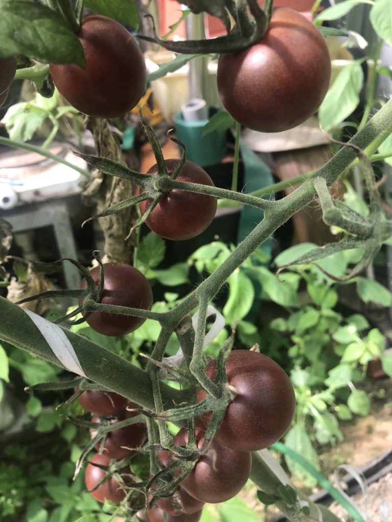 Mga itim na palumpong at prutas ng kamatis