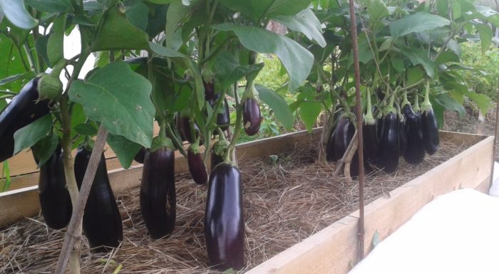 Aubergine in de volle grond