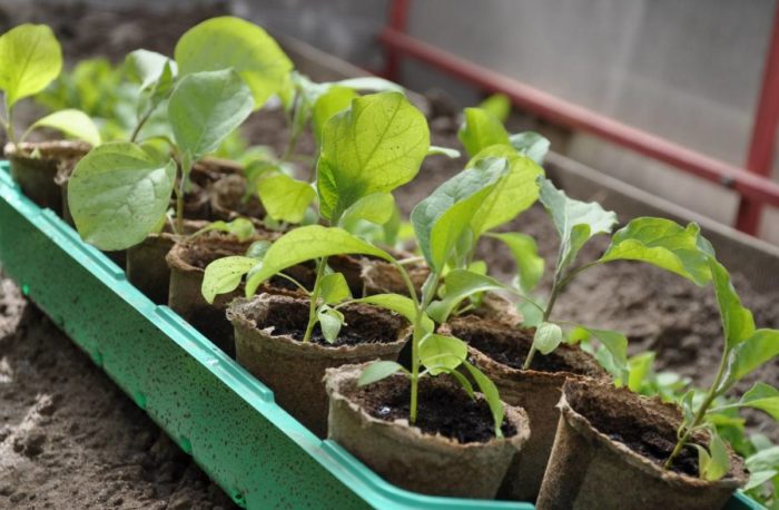 Het afharden van auberginezaailingen