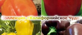 Kolekcja California Wonder Pepper