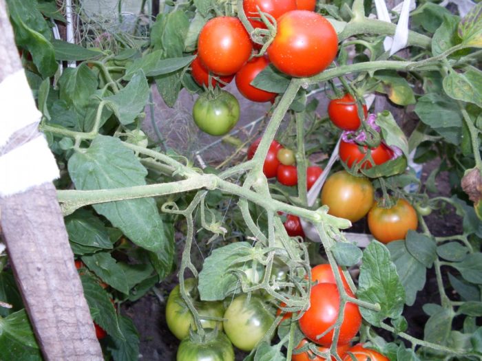 Mga palumpong ng kamatis ng iba't ibang Alsu
